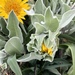 Gray Mule-Ears - Photo (c) marypalafoxoakland, some rights reserved (CC BY-NC)