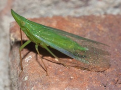 Rhynchomitra microrhina