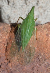 Rhynchomitra microrhina