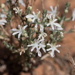 Teucrium albicaule