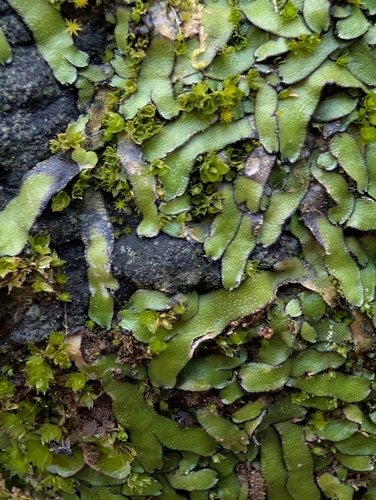 Orobus-seed Liverwort (Targionia hypophylla)