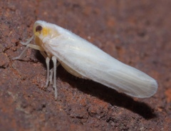 Neocenchrea heidemanni