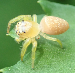 Salticidae