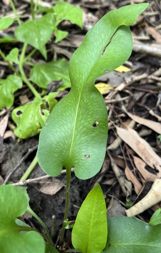 Acrostichum speciosum, photograph 5