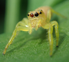 Salticidae