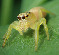 Salticidae