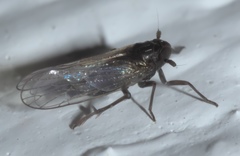 Isodelphax basivitta