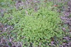 Ranunculus platensis