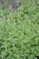 Ranunculus platensis
