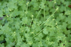 Ranunculus platensis