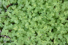 Ranunculus platensis