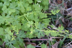Ranunculus platensis