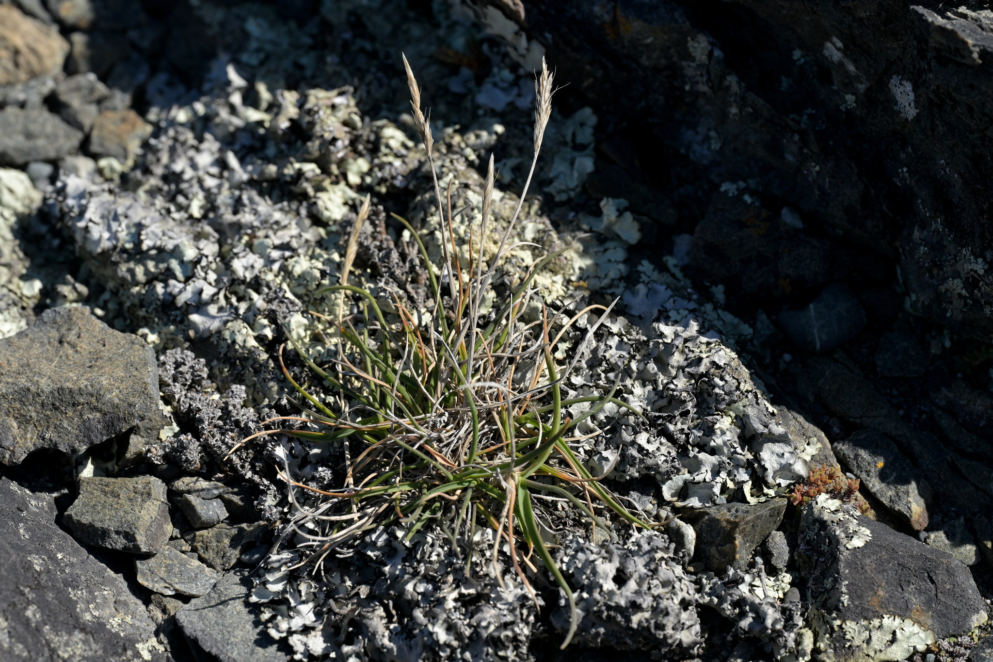 Koeleria antarctica
