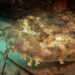 Floral Banded Wobbegong - Photo (c) Alex Hoschke, some rights reserved (CC BY-NC)