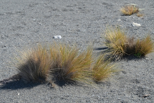 Hinarepe (Poa billardierei)