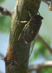 Diceroprocta semicincta