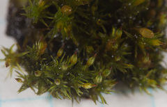 Orthotrichum columbicum