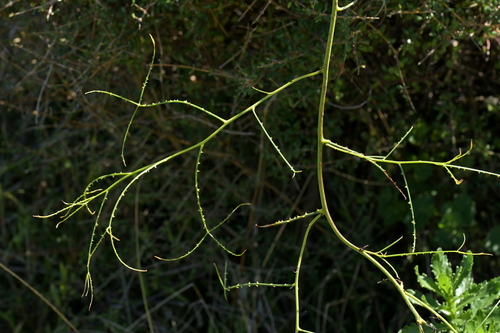 Leafless Lawyer (Rubus squarrosus)