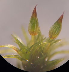 Orthotrichum columbicum
