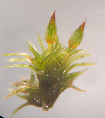 Orthotrichum columbicum