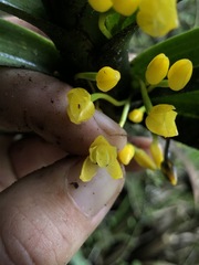 Maxillaria aurea