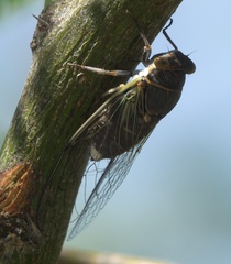 Diceroprocta semicincta