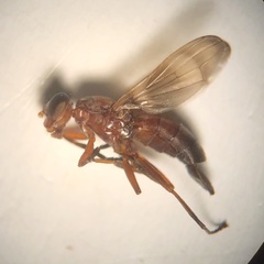 Zacompsia fulva