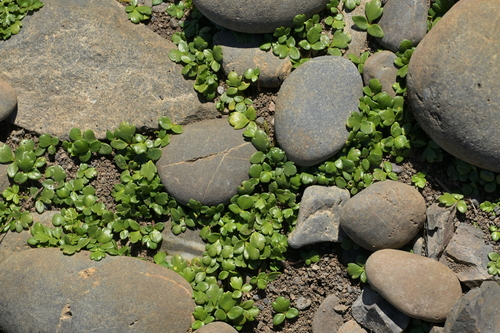 Sand buttercup (Ranunculus acaulis)