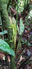 Enyalioides