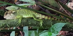 Enyalioides