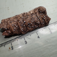 Diderma spumarioides