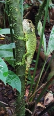 Enyalioides