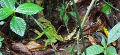 Enyalioides