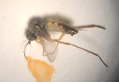 Calyxochaetus nodatus
