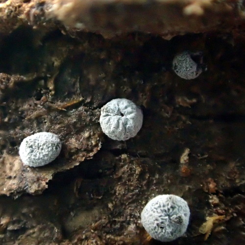 Representative image of Diderma spumarioides