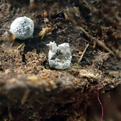 Diderma spumarioides