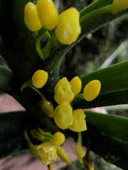 Maxillaria aurea