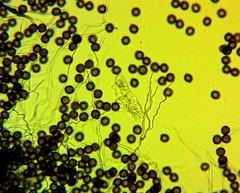 Diderma spumarioides