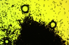 Diderma spumarioides