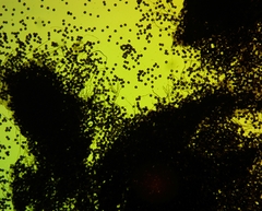 Diderma spumarioides