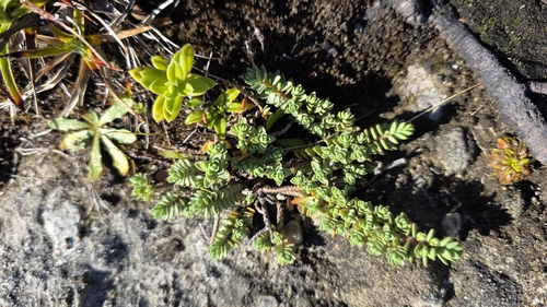 New Zealand Daphne (Pimelea prostrata)