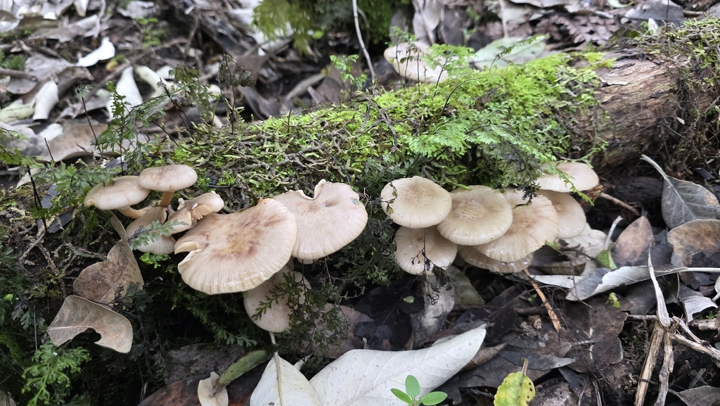 Armillaria novae-zelandiae · March 2026 · photo: © genevieveearly (iNaturalist, cc-by)