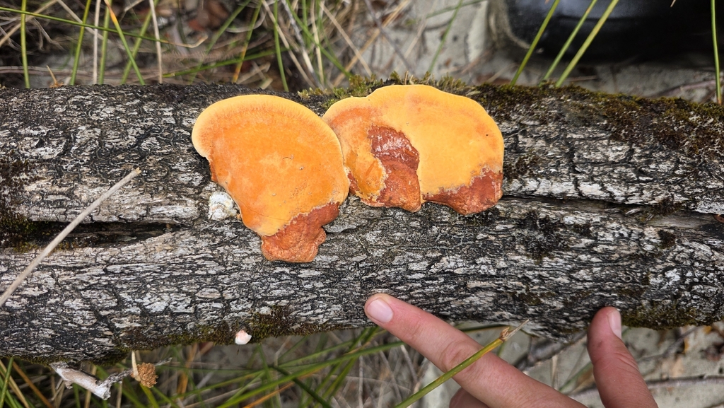 Trametes coccinea · March 2026 · photo: © genevieveearly (iNaturalist, cc-by)