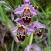Ophrys umbilicata lapethica - Photo (c) desertnaturalist, algunos derechos reservados (CC BY), subido por desertnaturalist