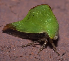 Telamona excelsa