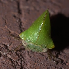 Telamona excelsa