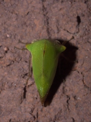 Telamona excelsa