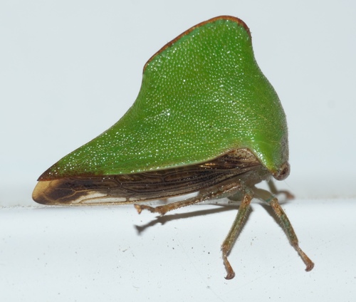 Telamona unicolor photo 2