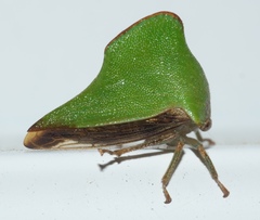 Telamona excelsa
