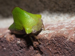 Telamona excelsa